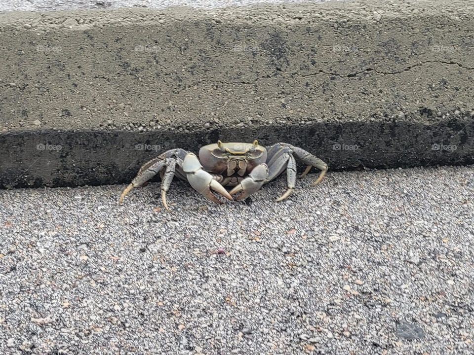 Florida crab looking for a good parking spot to find lunch