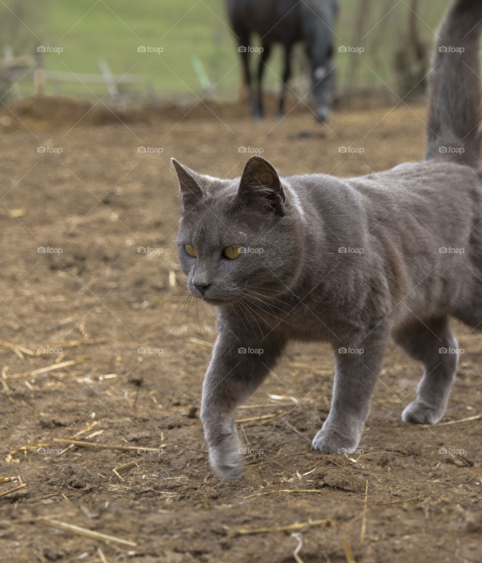 Fluffy cat
