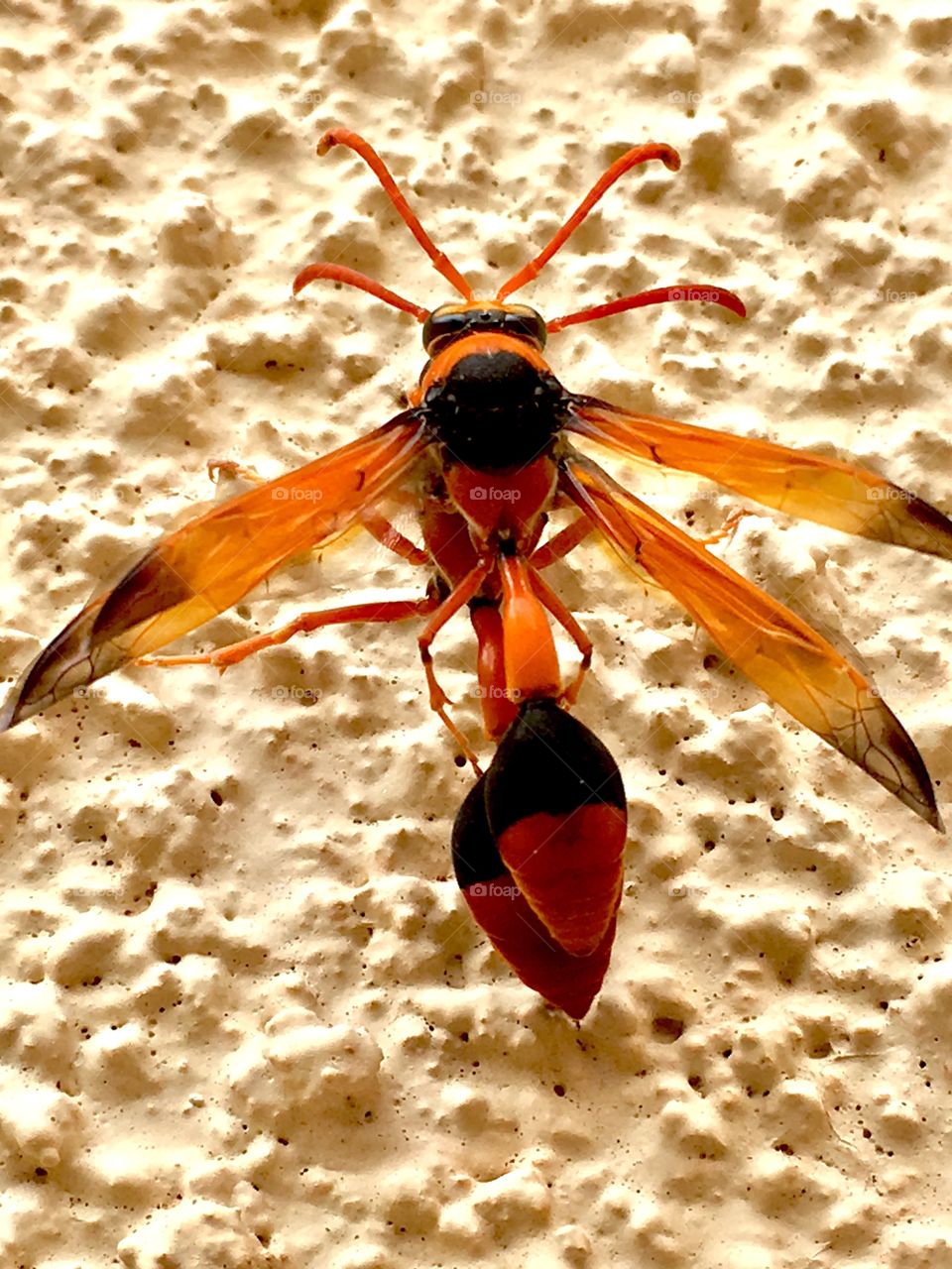 Two mating dauber wasps on stucco wall outdoors