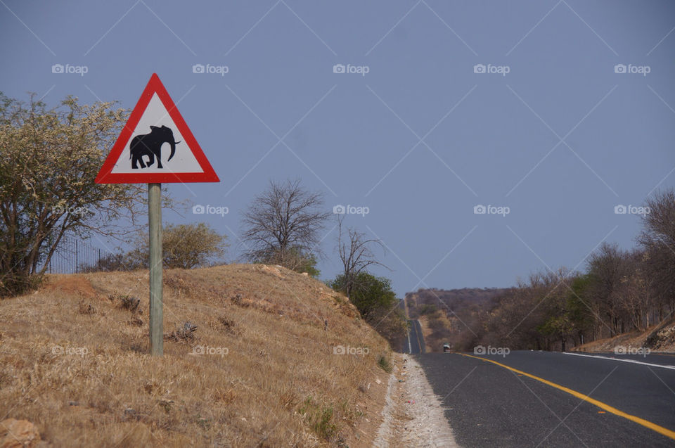 street blue sign animal by alesuplicy