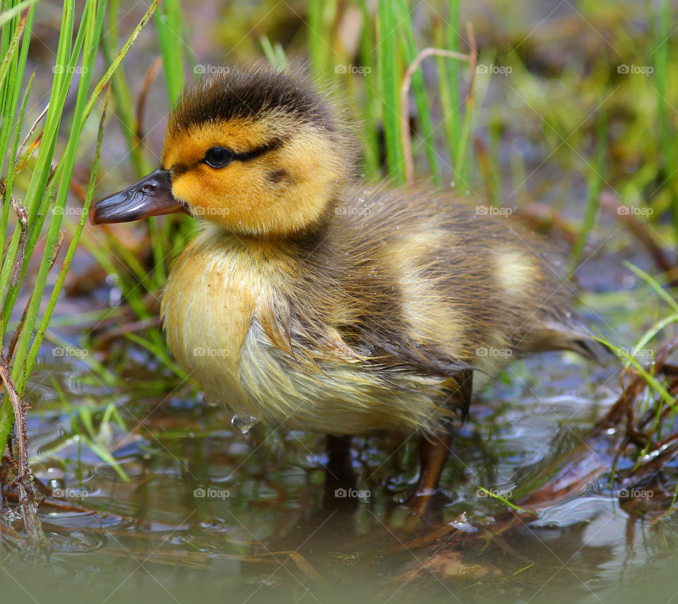 Baby Duckling Standing in the Water