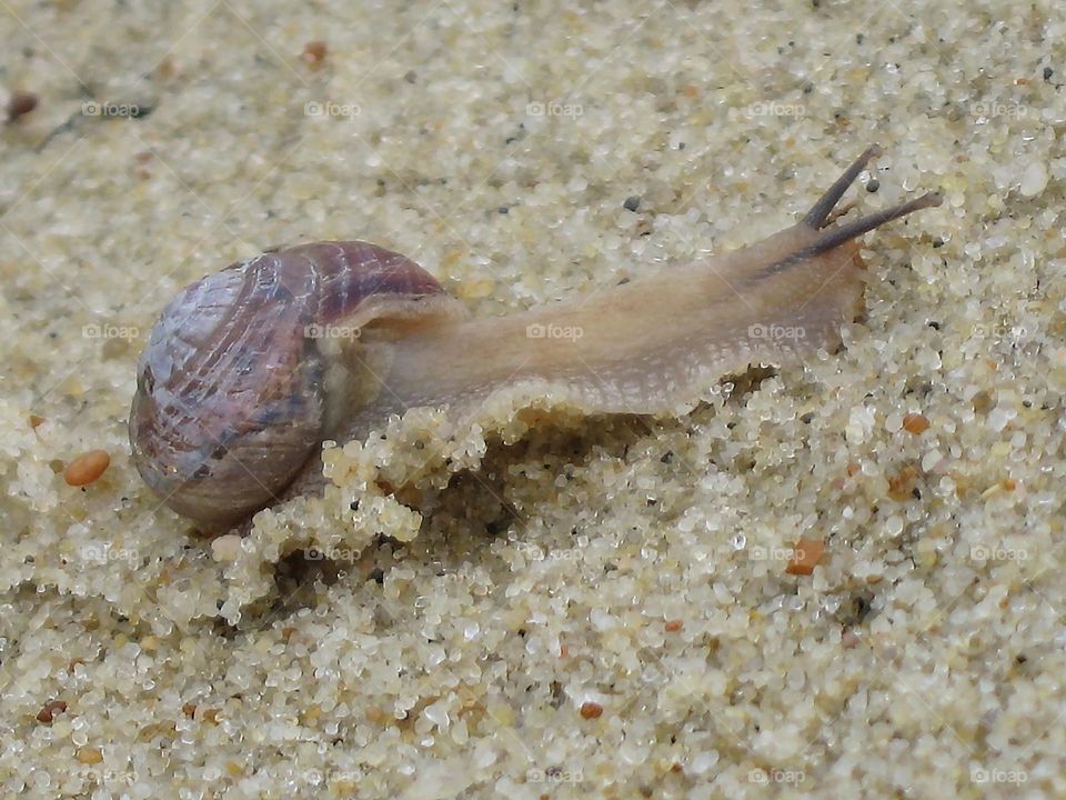 Улитка в мокром песке. Snail.