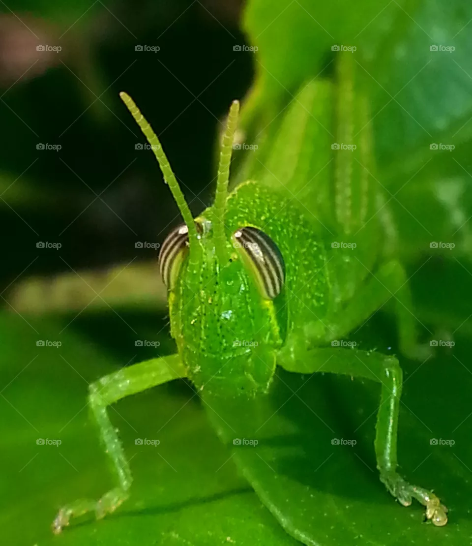 Jiminy