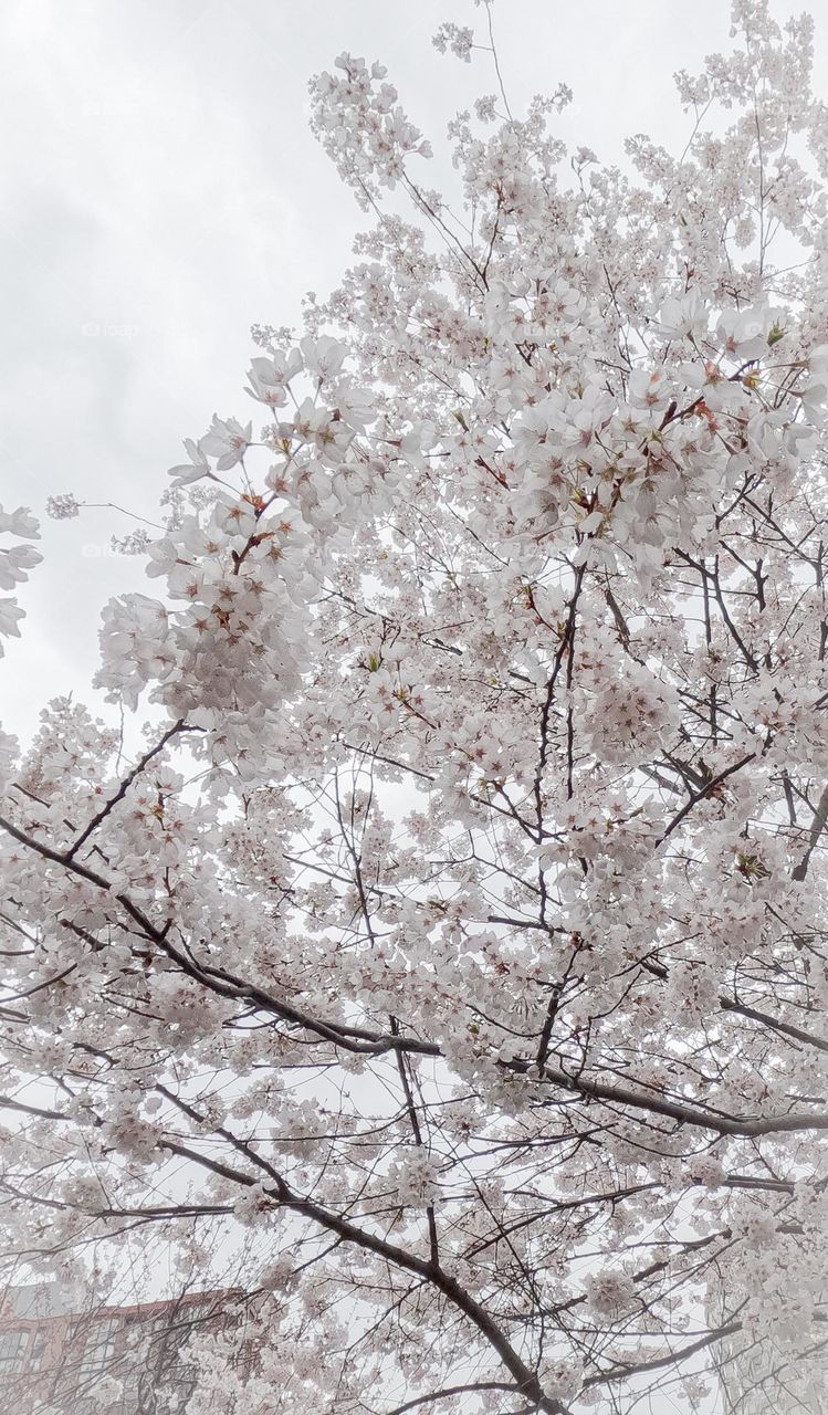 cherry blossoms blooming for spring