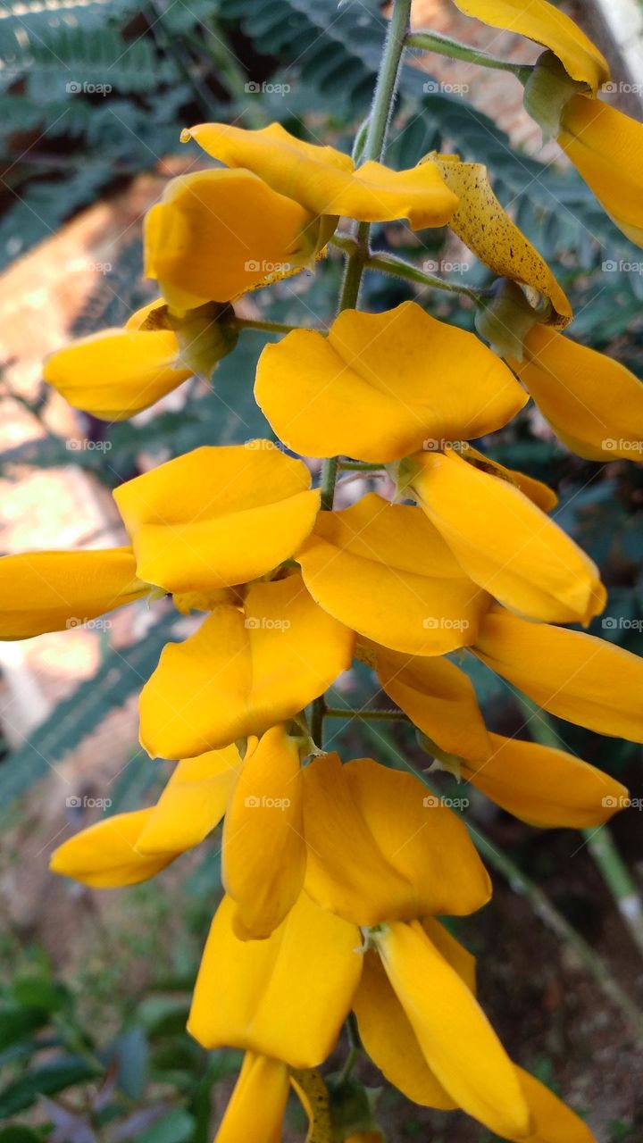 Sesbania javanica is an annual plant with stems that become more or less woody near the base and yellow flowers