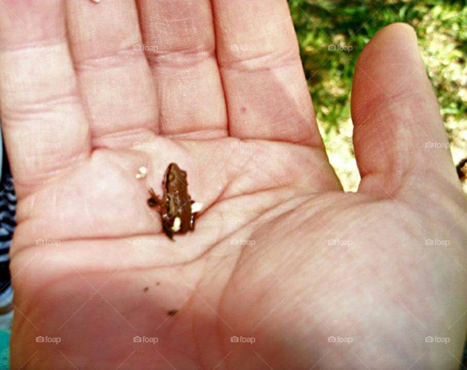 tiny toad