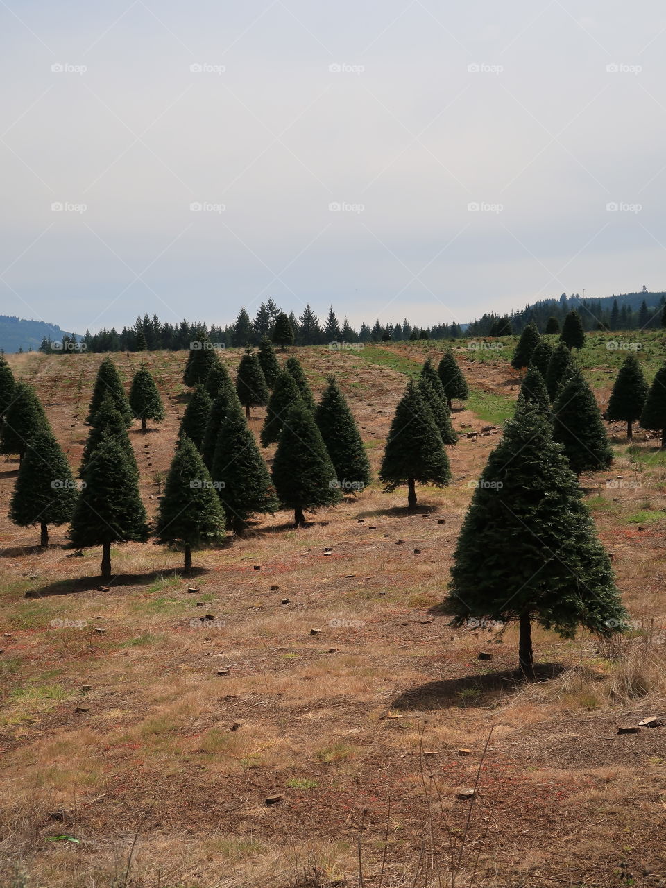 Perfectly shaped trees growing on a hill at a Christmas Tree Farm in Western Oregon during the spring. 