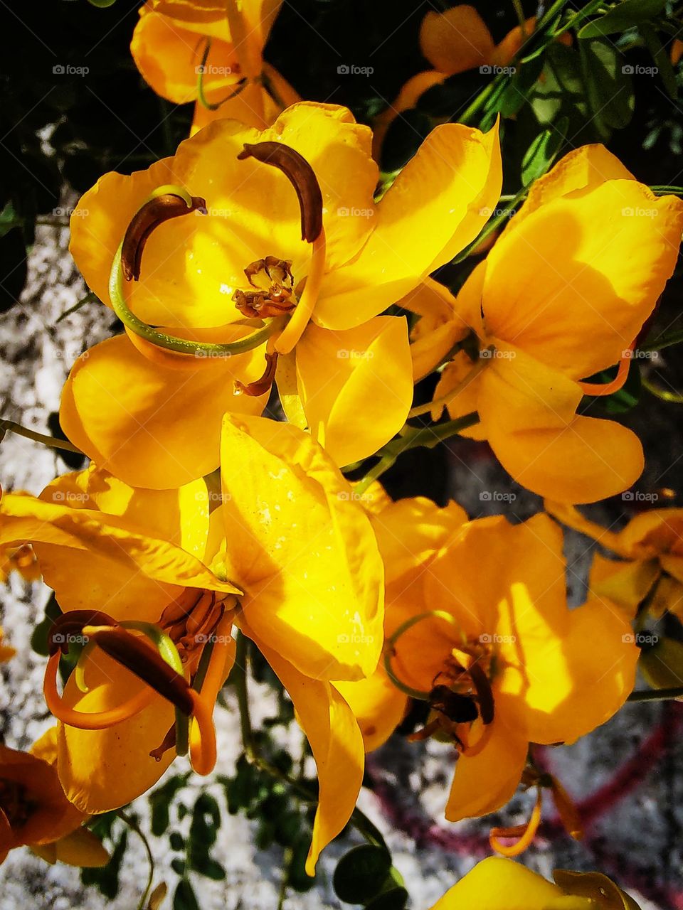 Canudo-de-pito is a fast-growing tree that reaches a height of 3 meters and a diameter of 2 meters. The leaves are small.  Yellow flowering.