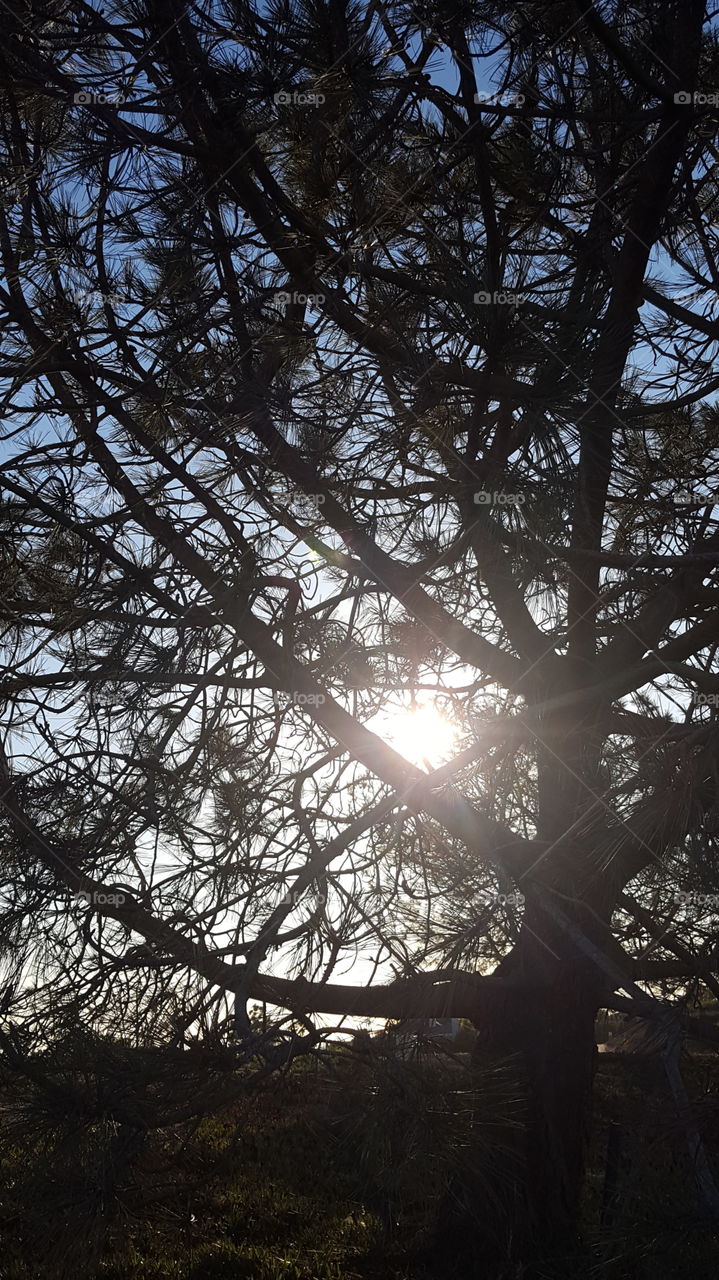 Light through Tree Branches