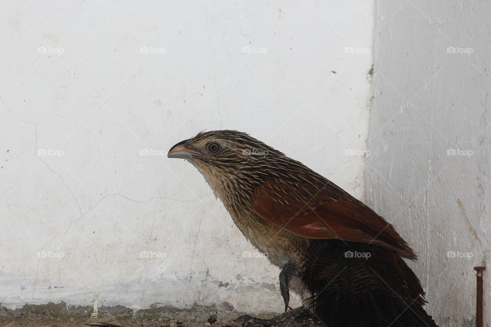 Centropus bengalensis. Immature bird plumage of its. Large size of bird. Glading fast to interest for the building at late night.