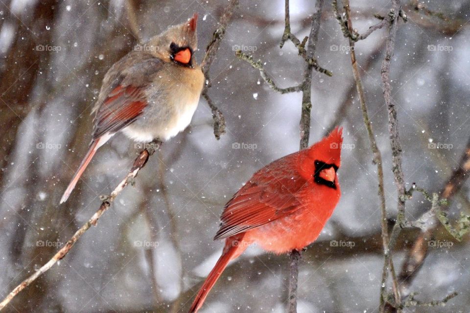 Male and female cardinal on tree branches during a snow storm