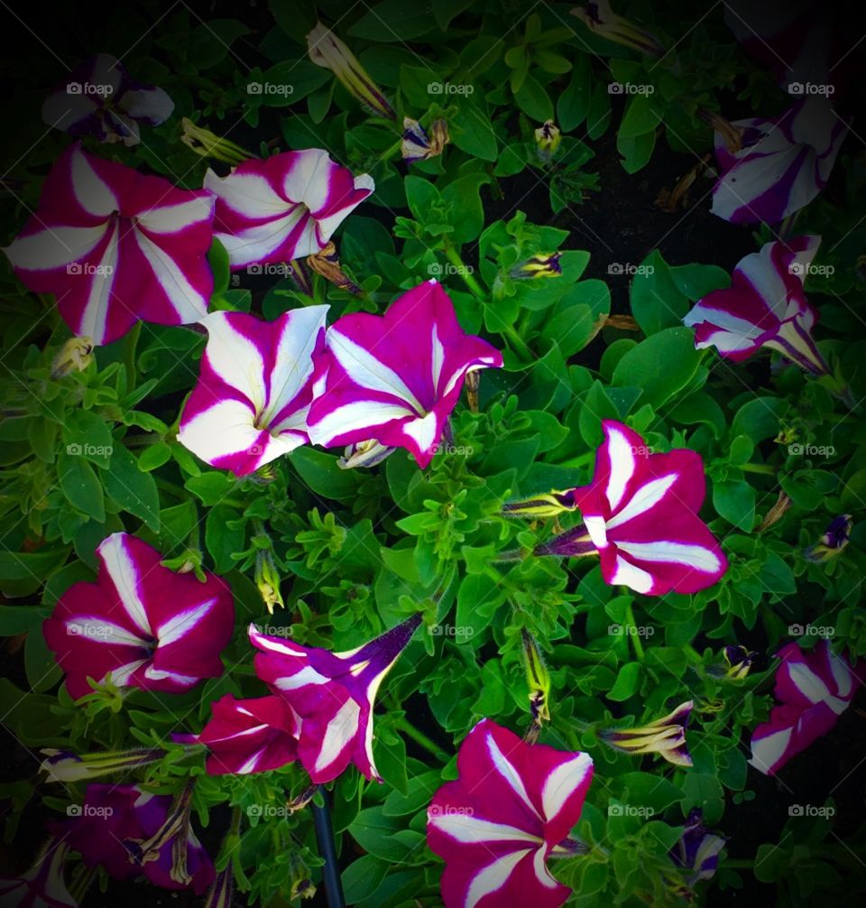 Purple and White Flowers