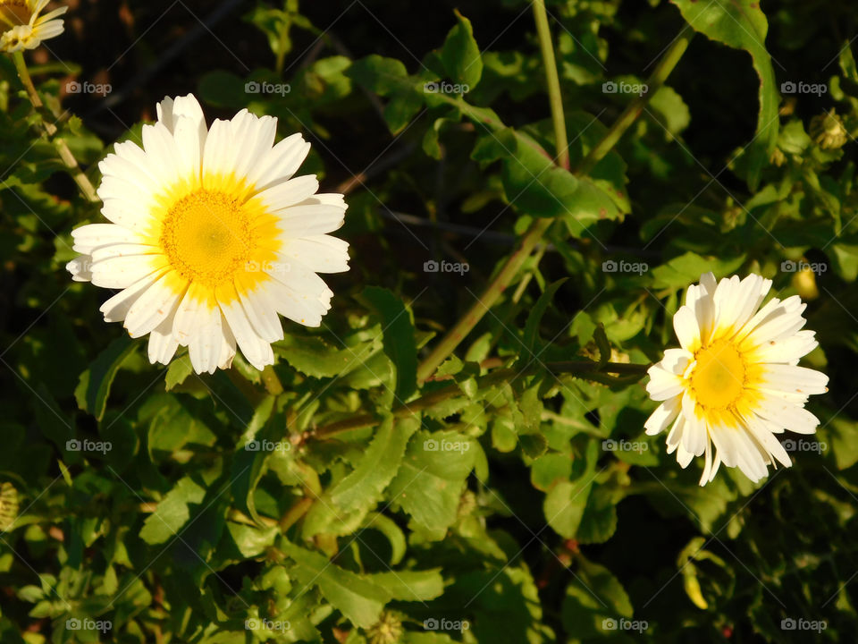 flowers