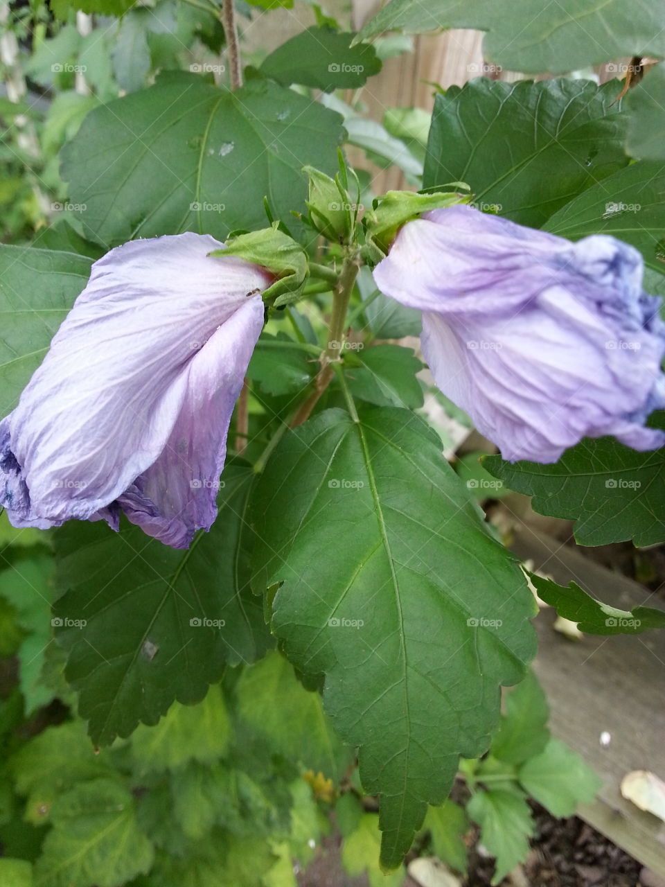 Purple Damsels