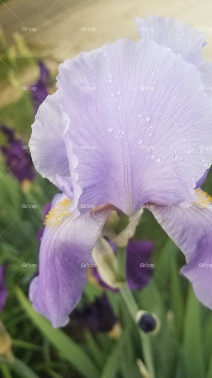 Grape Koolaid iris