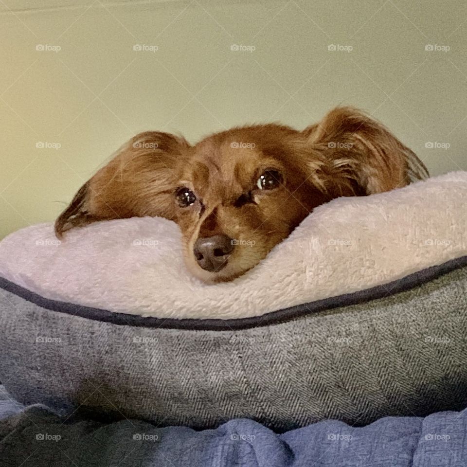 Here’s Charlie; my beautiful Dashchund 