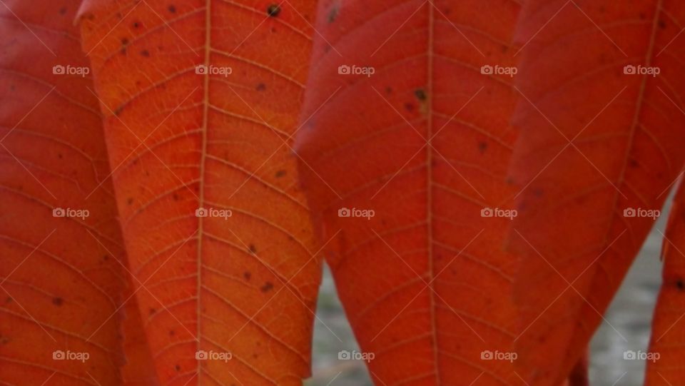 Red pattern in nature