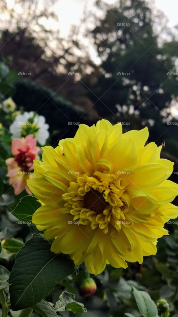 autumn dahlia