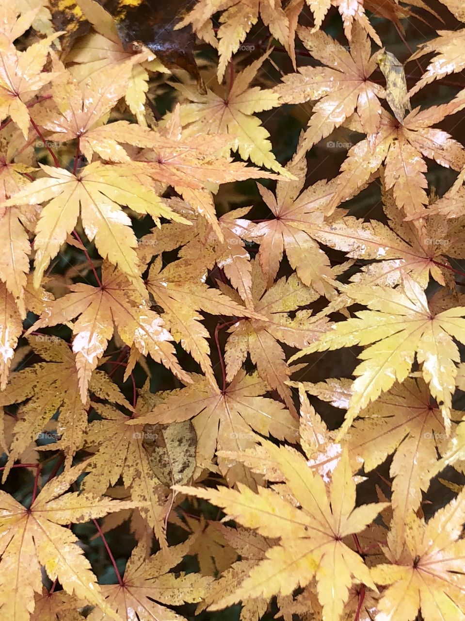 Japanese Maple 