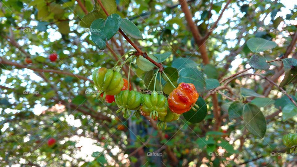 Pitangas. Frutos exóticos.