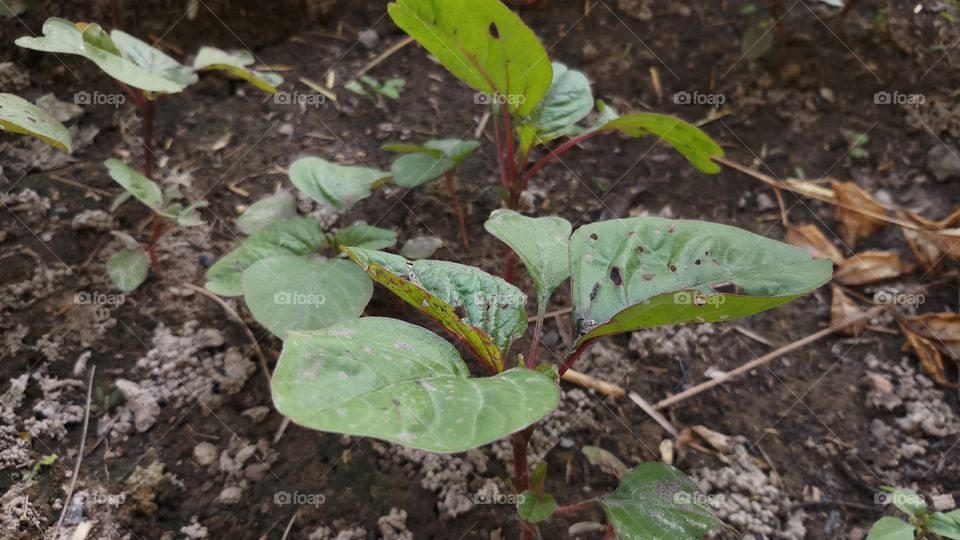 Healthy Greens to eat our daily life.