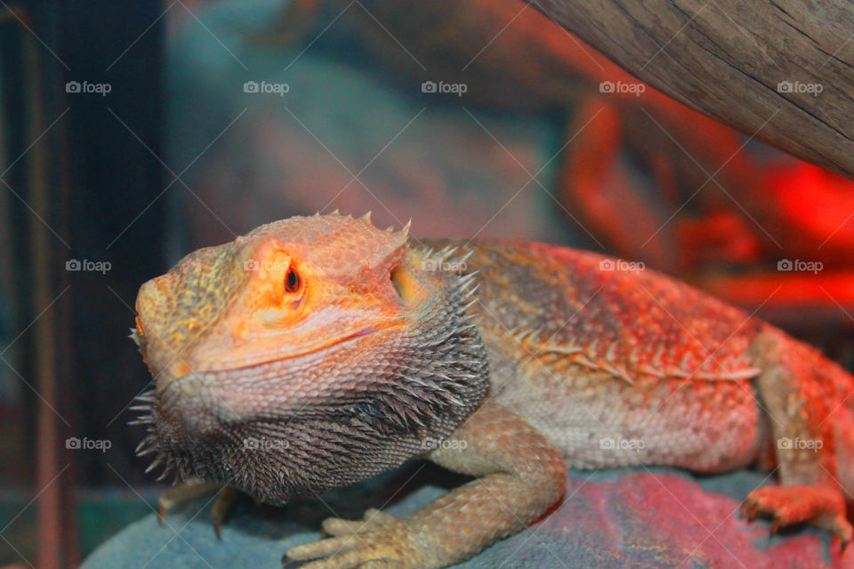 More shots of our friendly Bearded Dragon Stormy.  He is actually a little pissed off in this shot because i put up a mirror and he thinks theres an intruder- as shown by the black beard under his chin. His own sort of  mood ring!