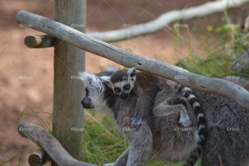 ring-tailed lemur