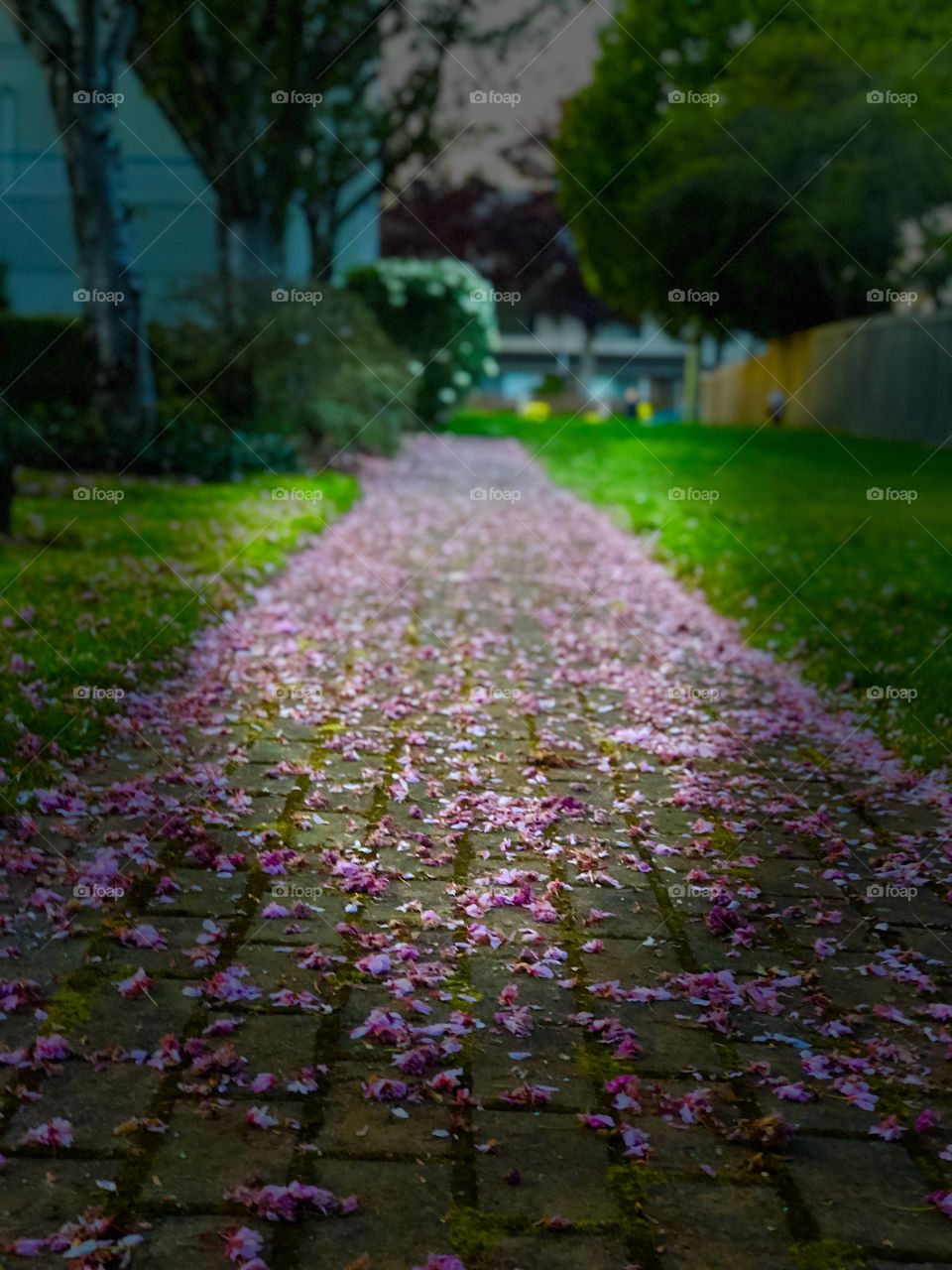 Blossom path 