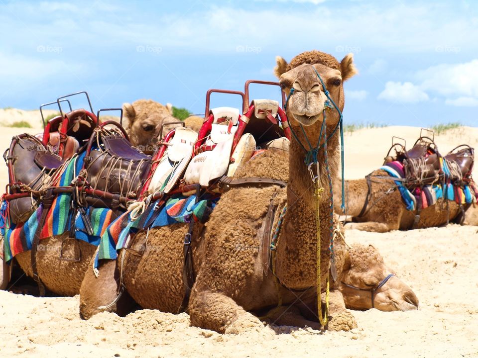 camel's on sand