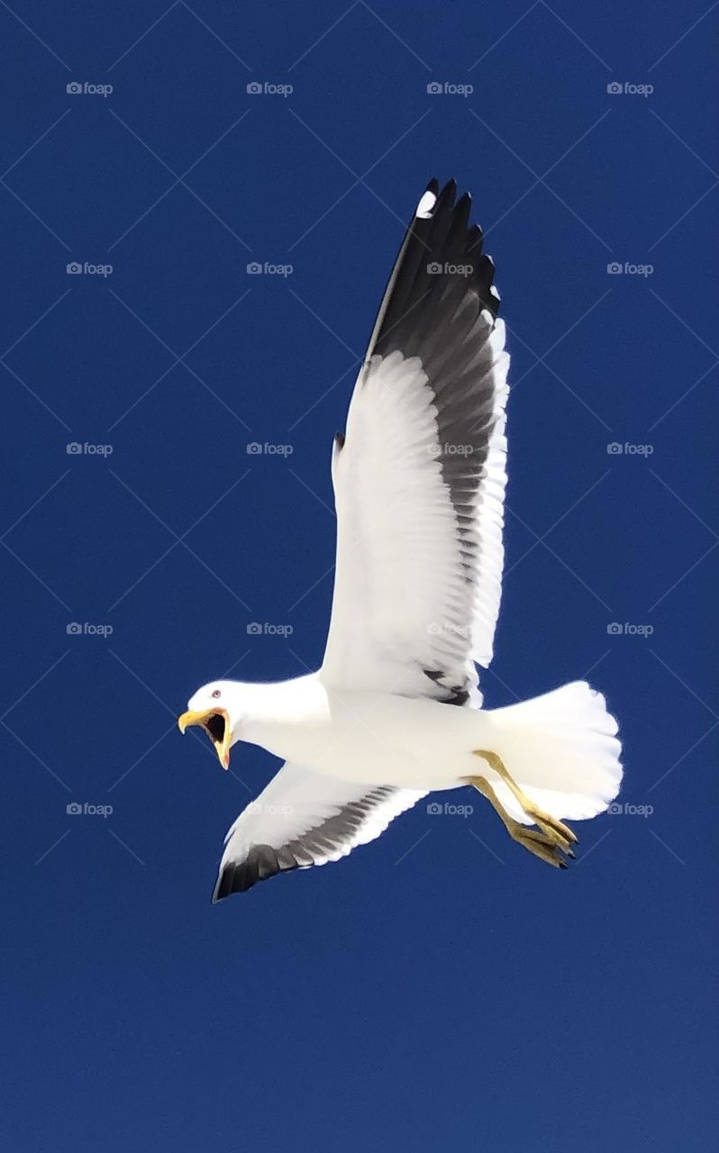 Liberdade! Voo. Pássaro. Brasil.