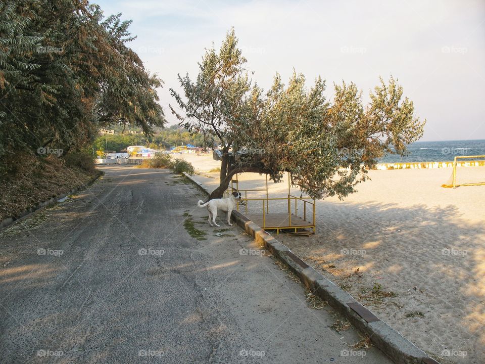 the dog on the quay собака на на бережной