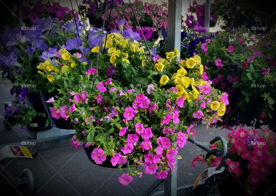 Beautiful Blooming Baskets