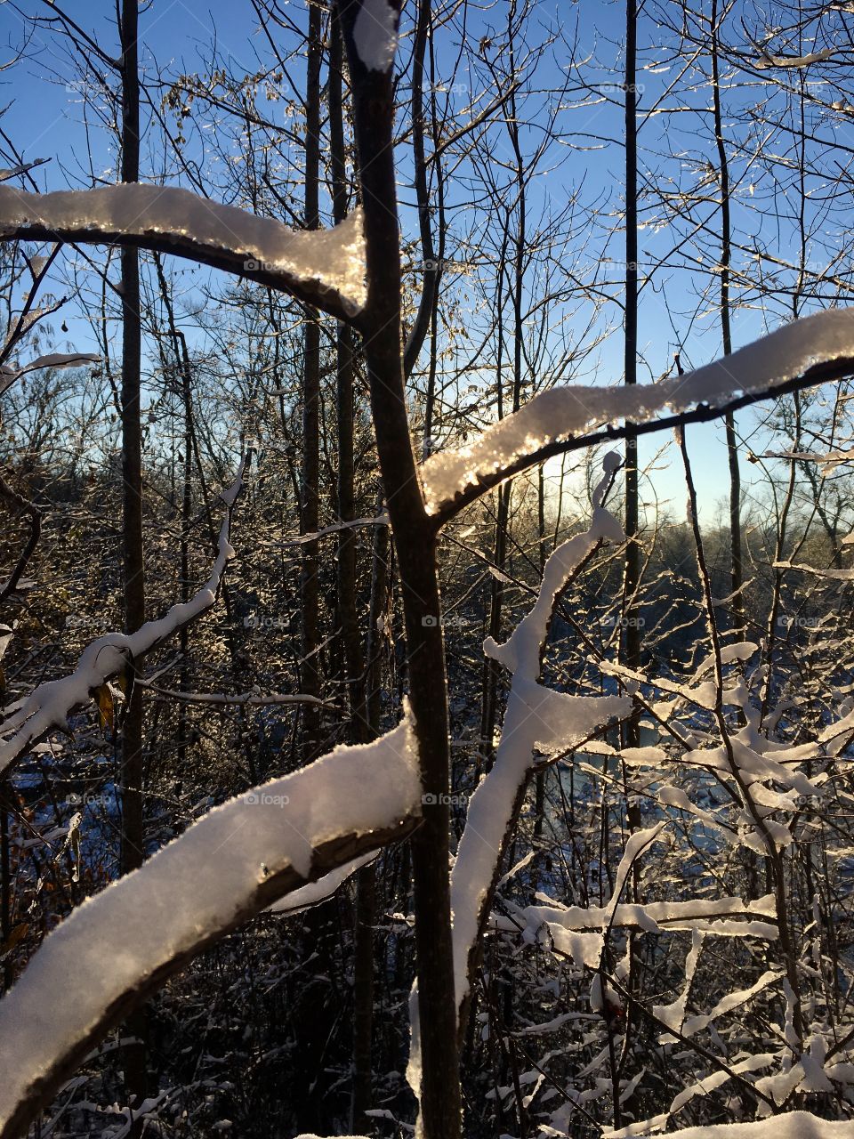 Delicate lines of snow balancing on small branches 