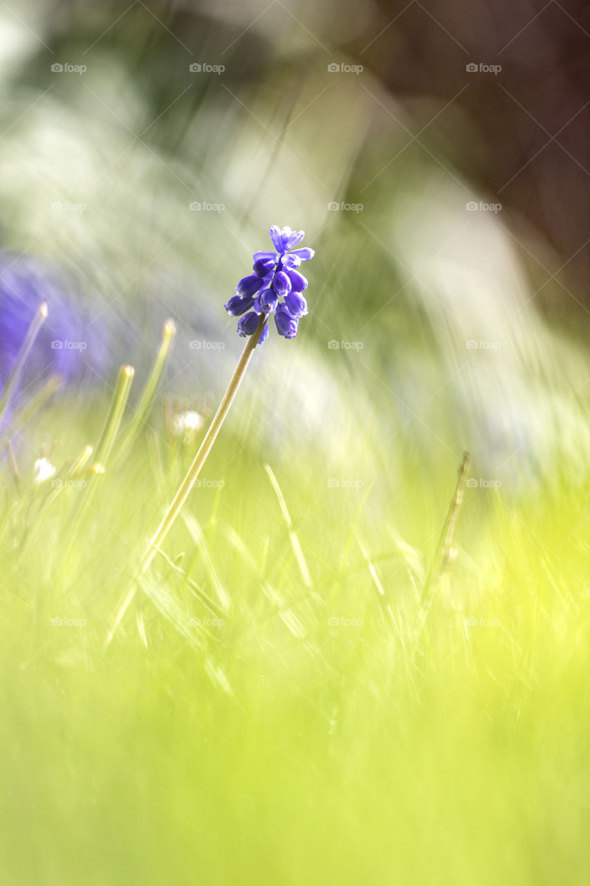 A portrait of a blue grape hyacinth standing in the grass of a lawn in a garden on a sunny day during springtime.