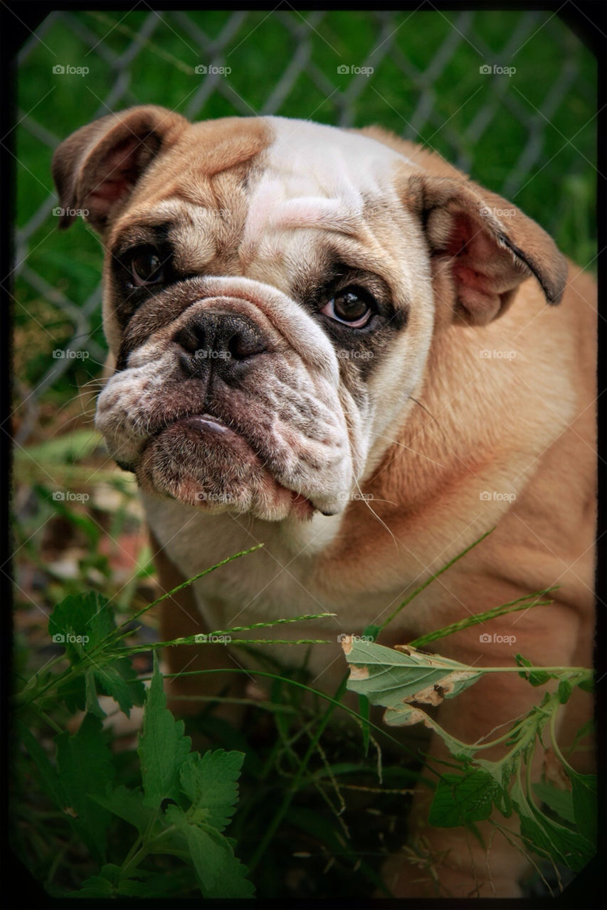 dog animal pet bulldog by Cheshirepoet
