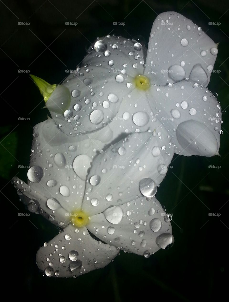 white flowers in the rain