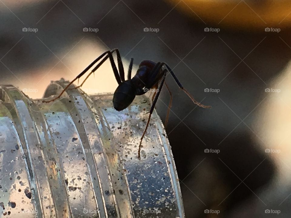 Ant silhouette on rim of glass jar grey colours