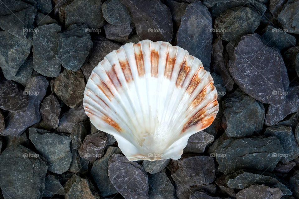 Calico scallop sea shell on dark stones background.