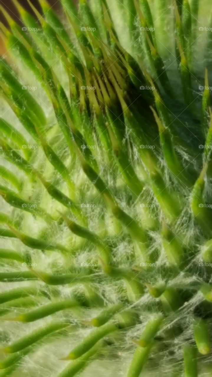 a very close close-up of a weed growing all alone around dry brush. Noticed the slight cobwebs wrapped around all these little thorns .