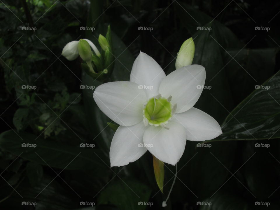 white beautiful flowers