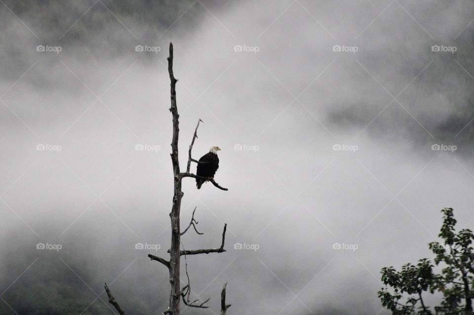 Perched eagle in the fog