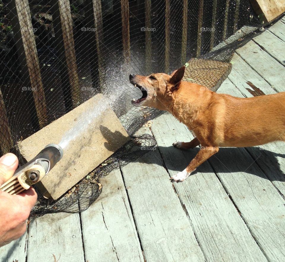 Dog splashed in water
