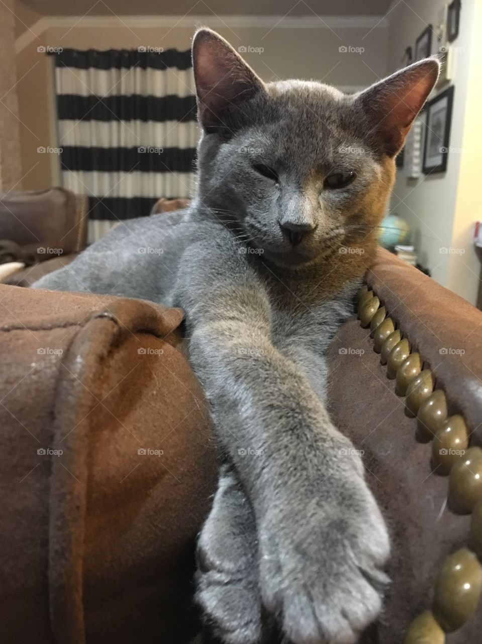 Sleepy Russian Blue cat. 