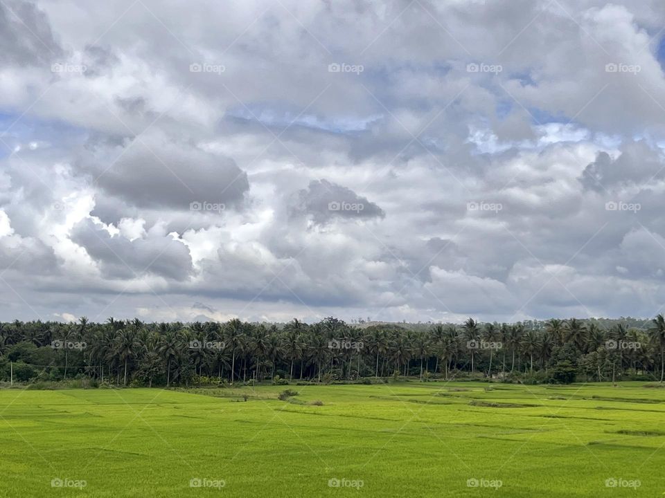 Greenery on a cloudy day 