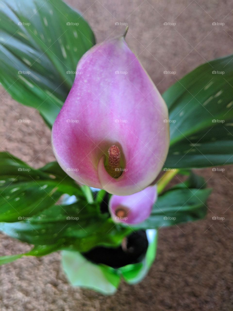 Calla Lilly