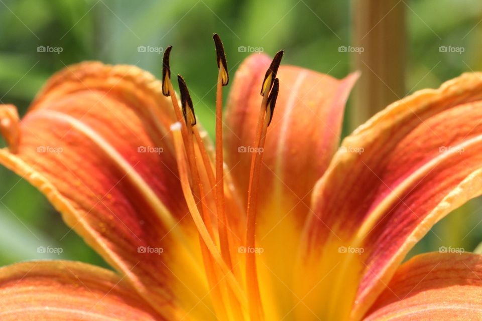 Close up of a lily 