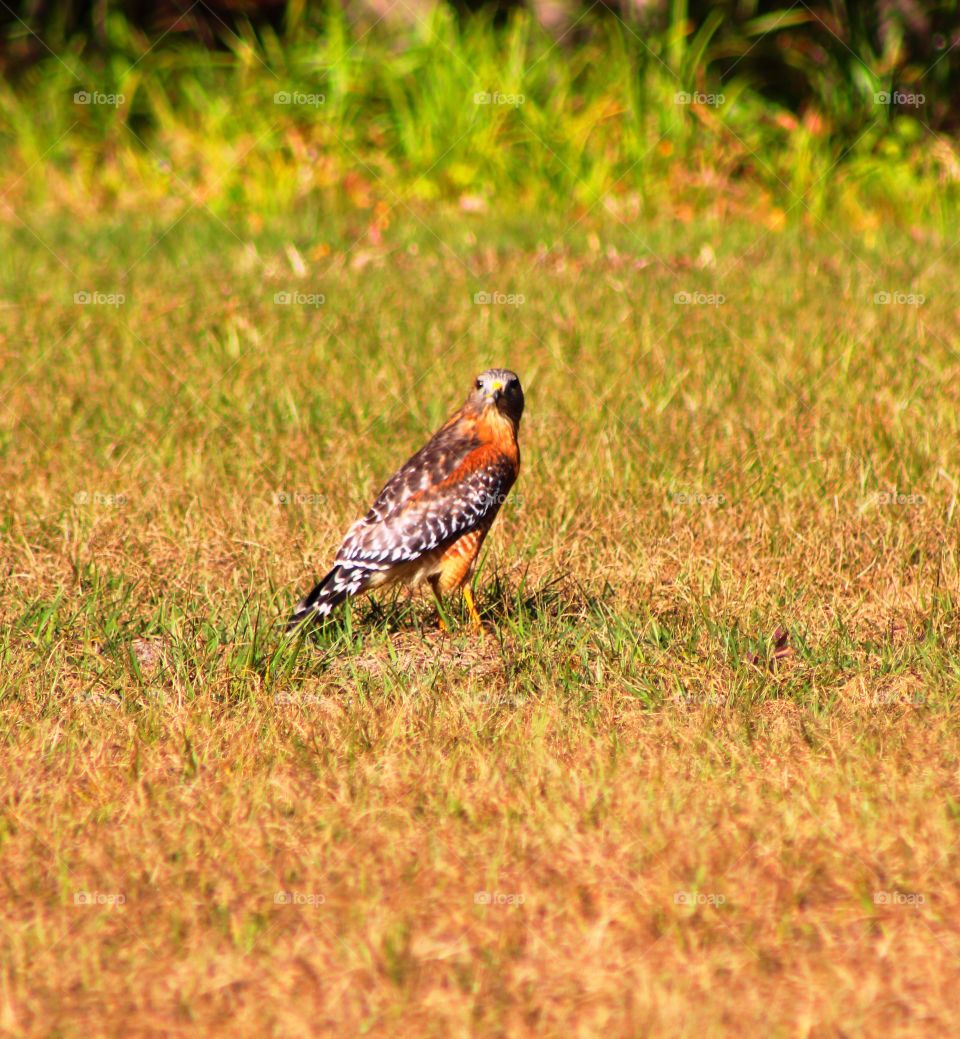 Hawk hunting on the ground