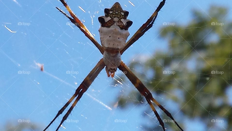 Spider, Insect, Nature, No Person, Outdoors