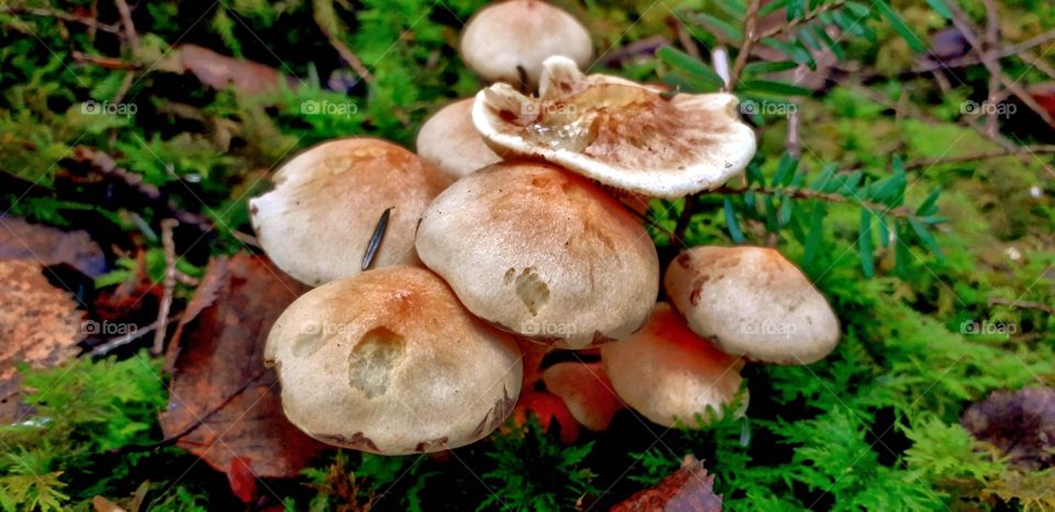 Fungus cluster