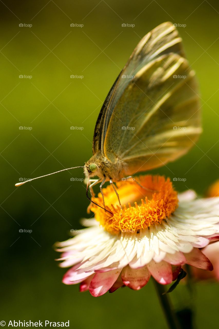 Butterfly sucking flower.
closeup shot of a butterfly on a flower sucking nectar. The green background made it looks attractive.